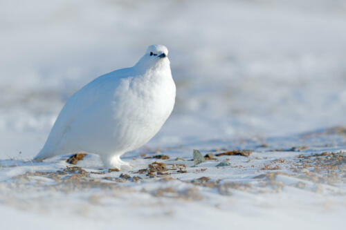 Alpenschneehuhn