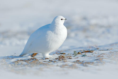 Alpenschneehuhn