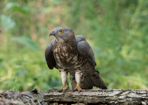 Wespenbussard